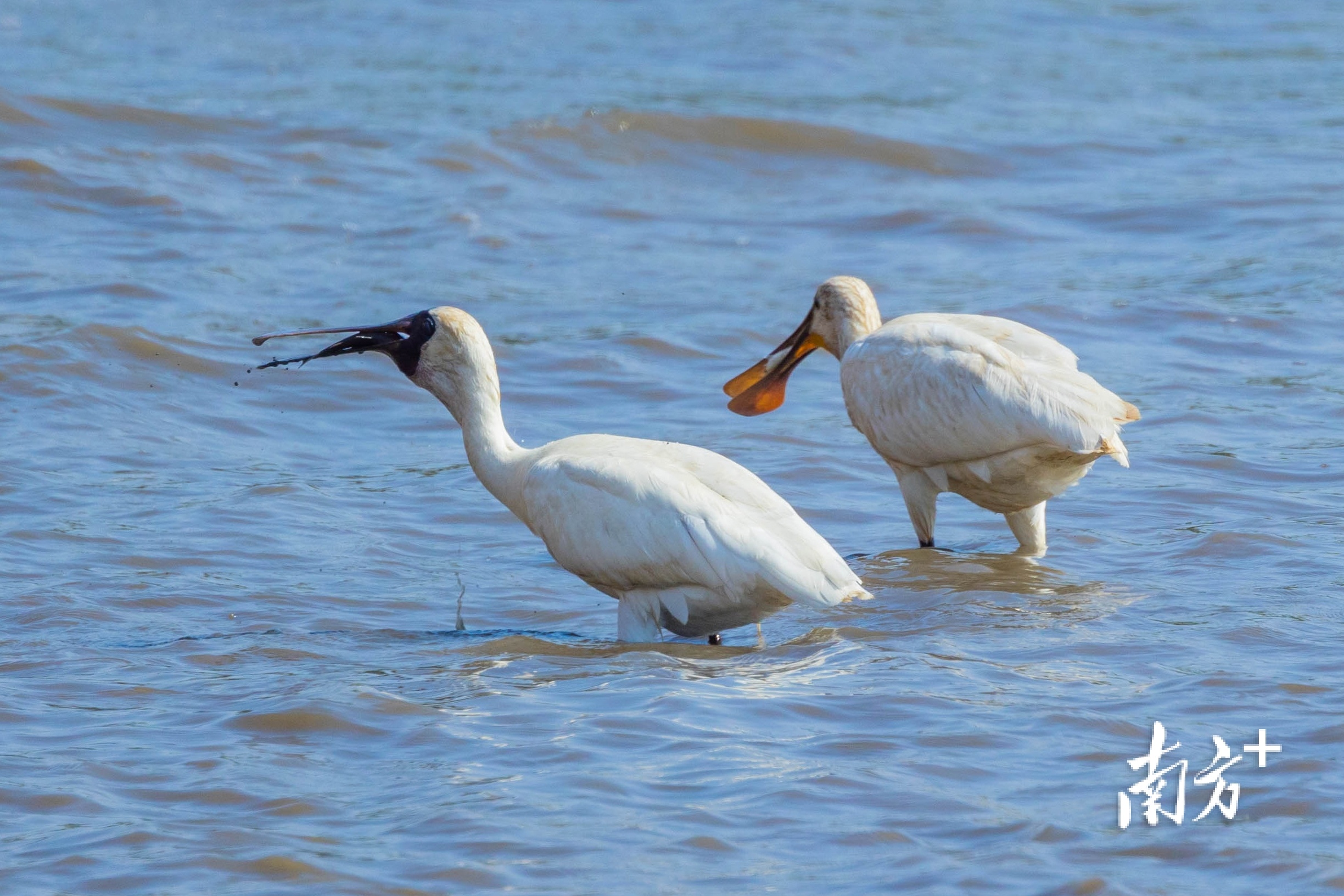 xb18.㏄的简单介绍 xb18.㏄的简单介绍