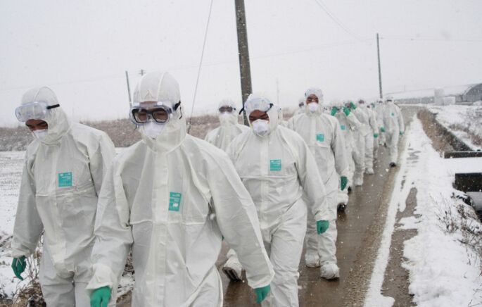 【禽流感疫情在韩国快速蔓延/韩国禽流感死亡人数】 【禽流感疫情在韩国快速蔓延/韩国禽流感死亡人数】