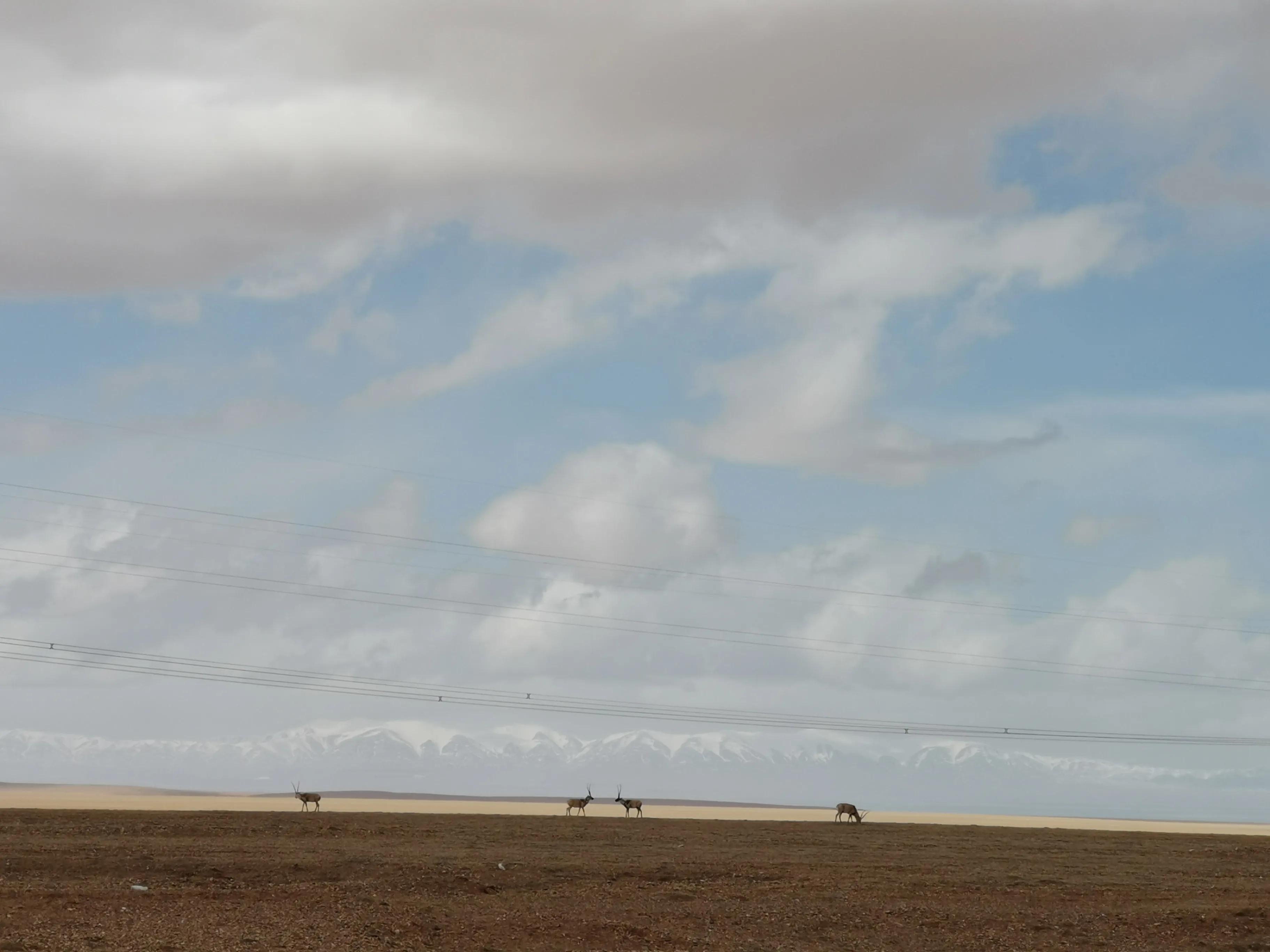 青海有役情吗(青海疫情有几例) 青海有役情吗(青海疫情有几例)