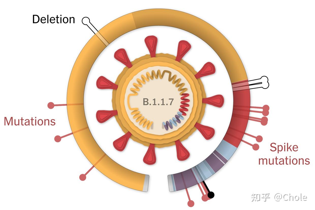 新冠病毒四个变种名称/新冠病毒的变种有哪些 新冠病毒四个变种名称/新冠病毒的变种有哪些