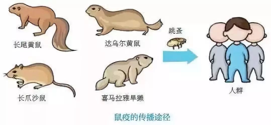 鼠疫患者采取什么隔离:鼠疫患者的隔离措施 鼠疫患者采取什么隔离:鼠疫患者的隔离措施