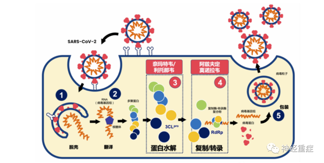 新型冠状病毒重复感染,挑战与应对 新型冠状病毒重复感染,挑战与应对
