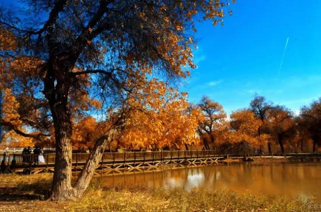 额济纳旗怎么玩合理?一份兼顾胡杨林与秘境探索的旅行指南 额济纳旗怎么玩合理?一份兼顾胡杨林与秘境探索的旅行指南