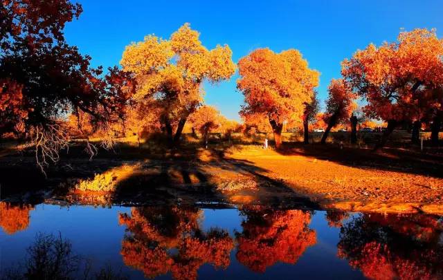 额济纳旗怎么玩合理?一份兼顾胡杨林与秘境探索的旅行指南 额济纳旗怎么玩合理?一份兼顾胡杨林与秘境探索的旅行指南