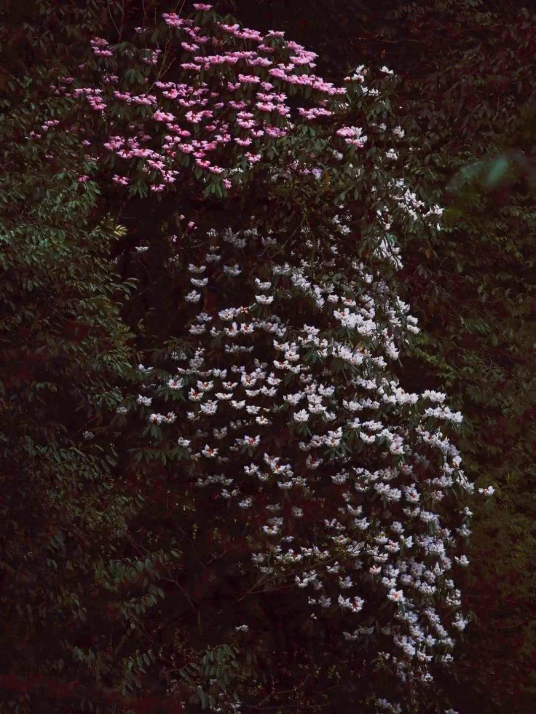 【成都小区必须刷健康码,成都进小区需要健康码吗】 【成都小区必须刷健康码,成都进小区需要健康码吗】