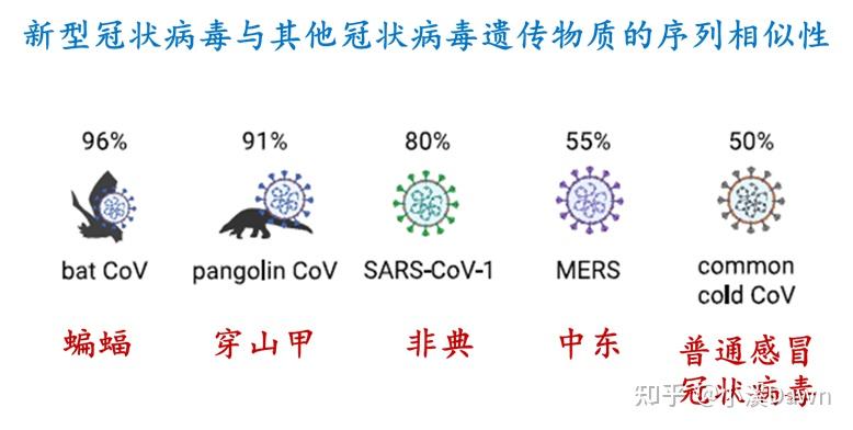 新冠病毒不同毒株，变异、影响与应对