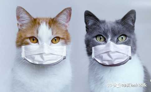 猫会不会染上新冠病毒?科学解答与防护指南 猫会不会染上新冠病毒?科学解答与防护指南