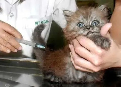 猫咪会感染新冠肺炎吗?了解宠物与新冠病毒的真相 猫咪会感染新冠肺炎吗?了解宠物与新冠病毒的真相