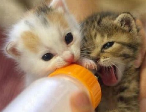 猫感染奥密克戎的症状/猫感染奥密克戎的症状有哪些