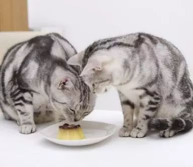 猫感染奥密克戎的症状/猫感染奥密克戎的症状有哪些