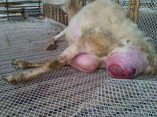 【感染布病几天有症状,感染布病的后果】