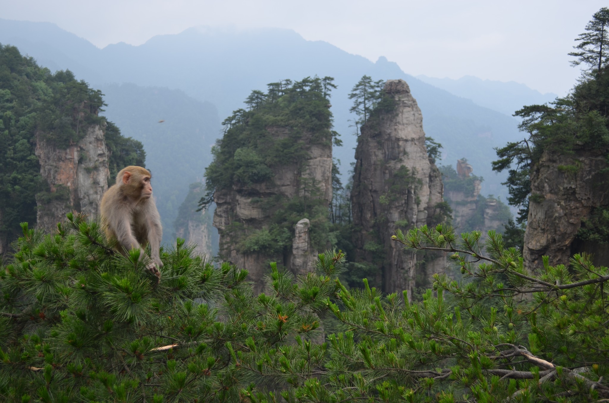 南京写错湖南张家界道歉/南京 道歉 张家界
