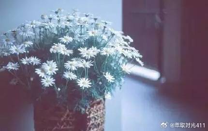 然而我心里却明白，有些东西是留下了。那谦卑的、静默的紫，仿佛一种无声的言语，在我心里种下了一点清凉。在这嚷嚷的世界里，能有幸与这样一位无言的隐者悄然一晤，于我，便是一种难得的、安静的教诲了