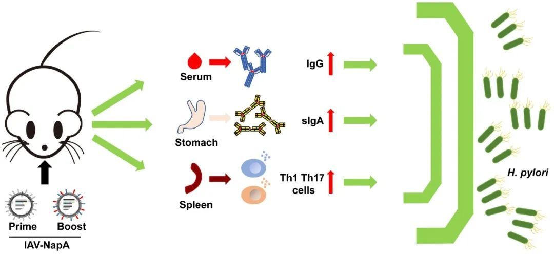 重组病毒是什么（重组病毒是什么细菌）