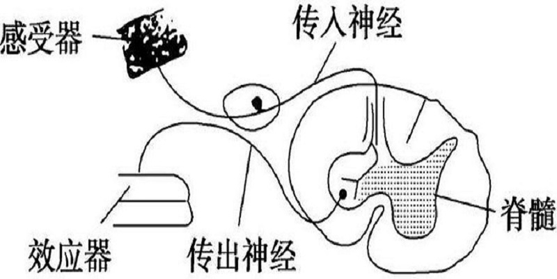 感性运动的特点,生命体对外界刺激的灵敏感知与主动适应 感性运动的特点,生命体对外界刺激的灵敏感知与主动适应