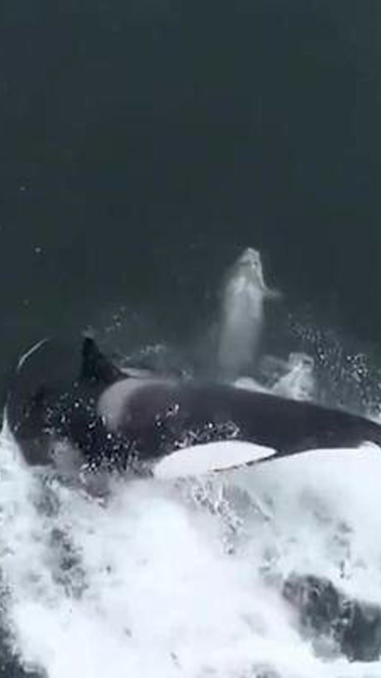 【30头虎鲸猛追游艇两小时,虎鲸袭击游艇】