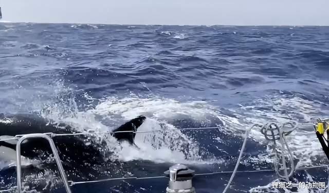 【30头虎鲸猛追游艇两小时,虎鲸袭击游艇】