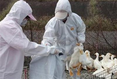 禽流感最新疫情防控要求:禽流感最新疫情防控要求通知