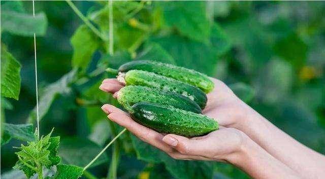 毒黄瓜的危害，健康隐形杀手不容忽视