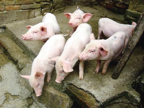 全国疫情呈下降趋势新闻/全国疫情发展趋势 全国疫情呈下降趋势新闻/全国疫情发展趋势