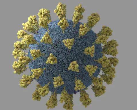 新冠毒株xec:新冠毒株种类一览表 新冠毒株xec:新冠毒株种类一览表