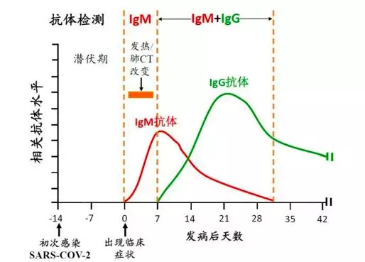 新冠转阴后多久产生抗体/新冠肺炎转阴后多久会有抗体