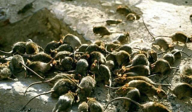 【美国被疫情拖垮/美国被疫情摧毁】 【美国被疫情拖垮/美国被疫情摧毁】