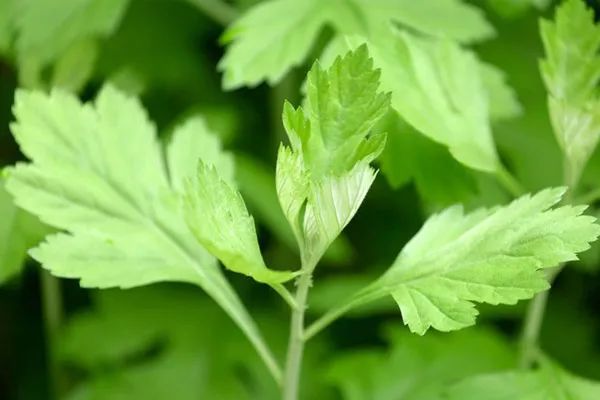 【艾草对新冠肺炎有用吗,艾条对新冠肺炎】 【艾草对新冠肺炎有用吗,艾条对新冠肺炎】