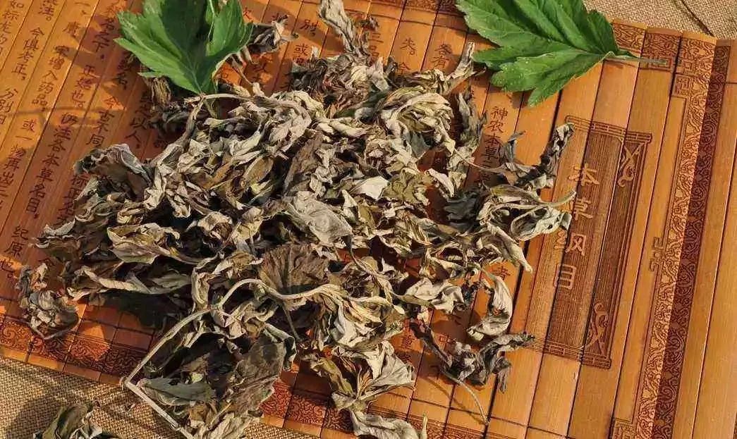 【艾草对新冠肺炎有用吗,艾条对新冠肺炎】 【艾草对新冠肺炎有用吗,艾条对新冠肺炎】