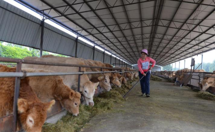 山东炭疽病毒新消息/山东炭疽病毒事件 山东炭疽病毒新消息/山东炭疽病毒事件