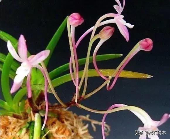 【仙剑五前传枯木/仙剑五前传枯木困难难度怎么打】 【仙剑五前传枯木/仙剑五前传枯木困难难度怎么打】