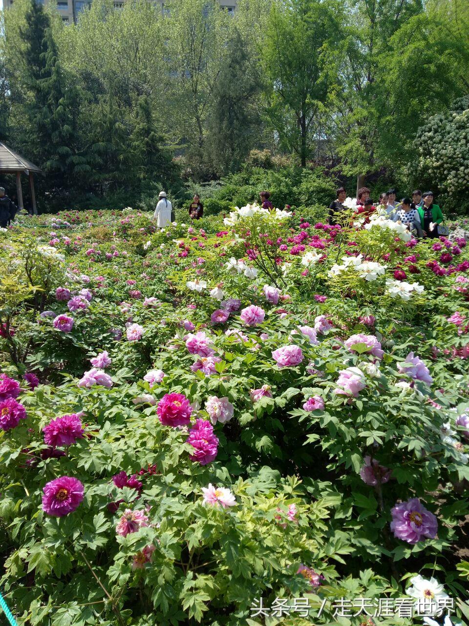 【郑州红码一般几天后会转为绿码,郑州红码人员怎么处理】 【郑州红码一般几天后会转为绿码,郑州红码人员怎么处理】