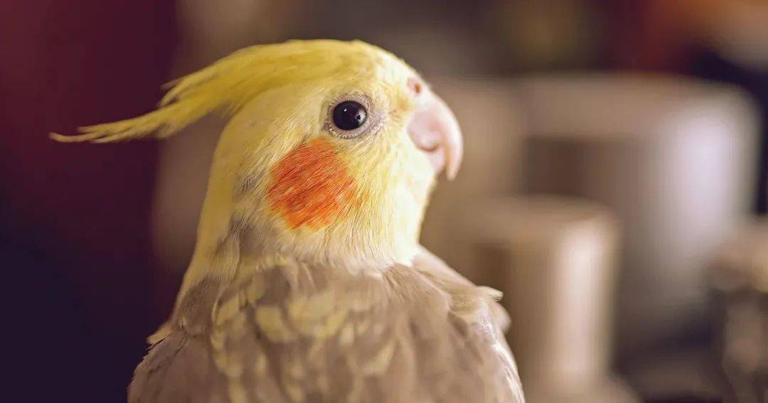 【丽水市出现鹦鹉热/浙江丽水5例鹦鹉热病例痊愈出院】 【丽水市出现鹦鹉热/浙江丽水5例鹦鹉热病例痊愈出院】