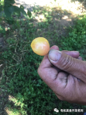 江苏车厘子核酸阳性还能吃吗(江苏车厘子核酸阳性是什么牌子) 江苏车厘子核酸阳性还能吃吗(江苏车厘子核酸阳性是什么牌子)