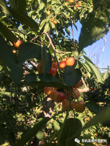 江苏车厘子核酸阳性还能吃吗(江苏车厘子核酸阳性是什么牌子) 江苏车厘子核酸阳性还能吃吗(江苏车厘子核酸阳性是什么牌子)