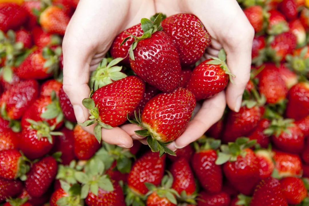 出血热是什么病会人传人吗(出血热会有什么症状) 出血热是什么病会人传人吗(出血热会有什么症状)