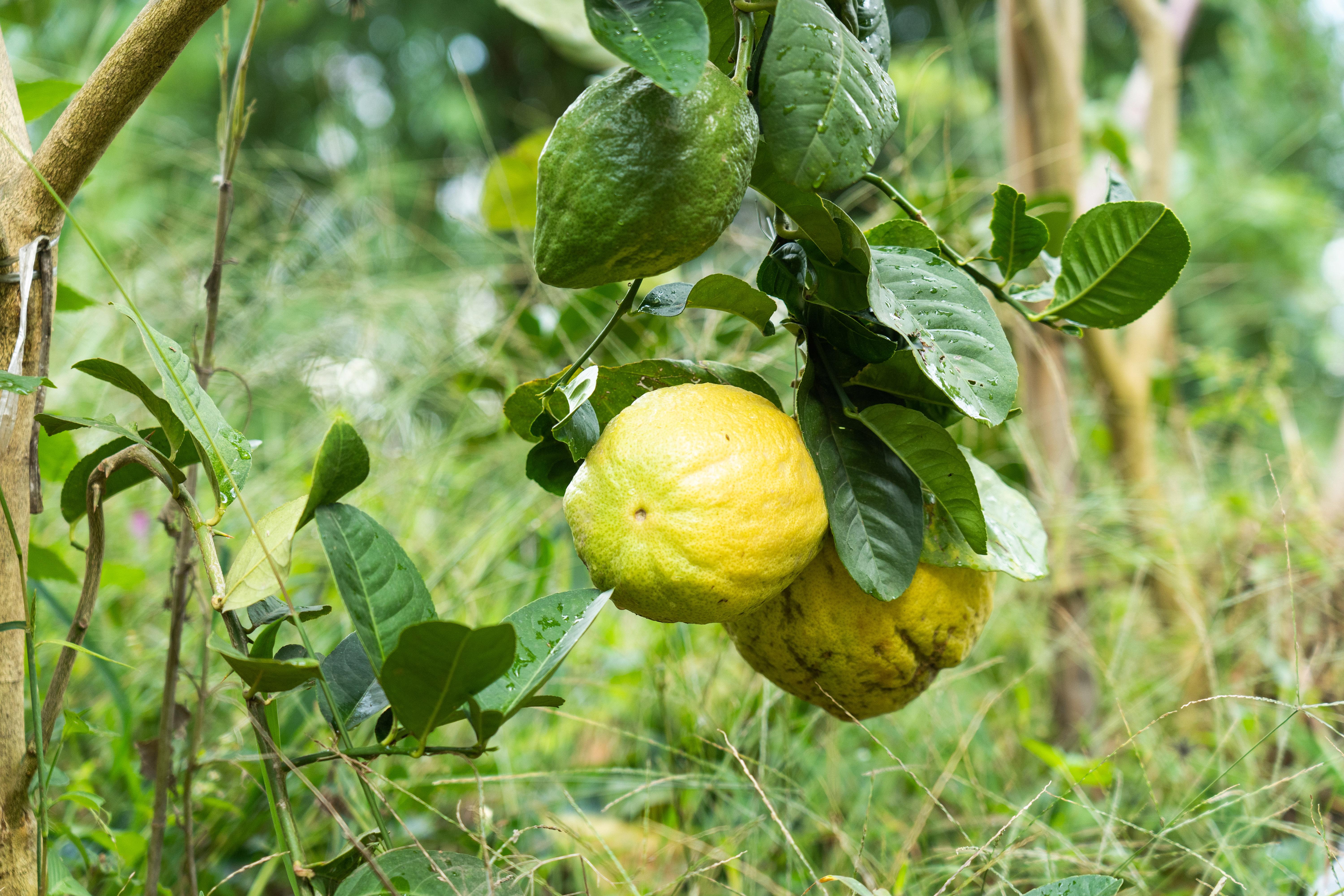 健康码变黄码?(健康码变黄码怎么快速变绿码) 健康码变黄码?(健康码变黄码怎么快速变绿码)