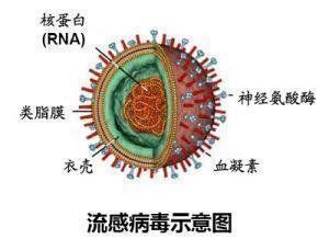 上海再次出现h7n9型禽流感是什么时候?/上海新增禽流感 上海再次出现h7n9型禽流感是什么时候?/上海新增禽流感