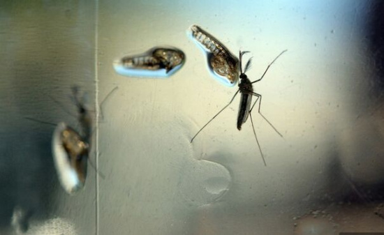 广州最新疫情蚊子（广州最新疫情蚊子事件）