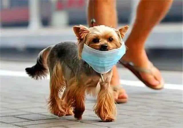 新冠抗体检测弱阳性怎么办:新冠抗体监测弱阳性 新冠抗体检测弱阳性怎么办:新冠抗体监测弱阳性