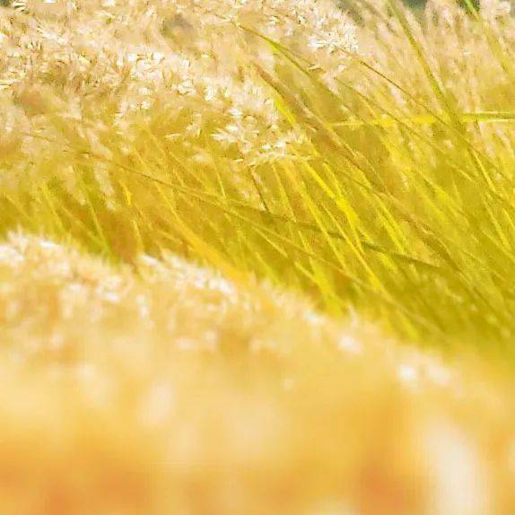 【反乡政策查询/2021反乡政策查询】 【反乡政策查询/2021反乡政策查询】