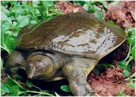 梦见把鳖打死:梦见把鳖打死1