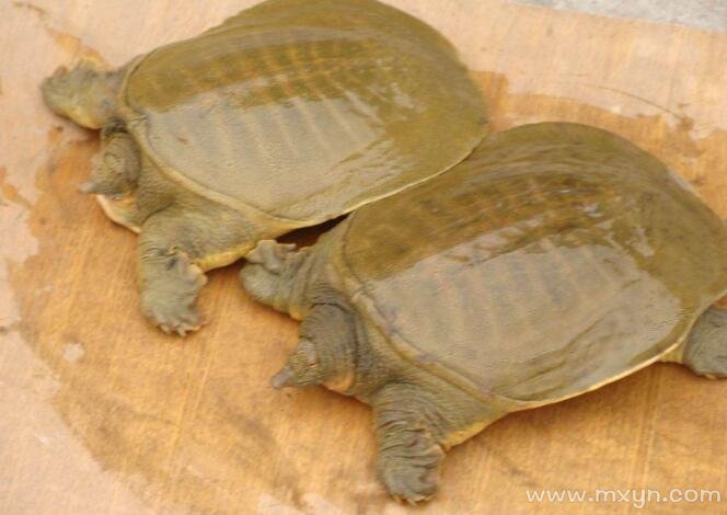 梦见把鳖打死:梦见把鳖打死1