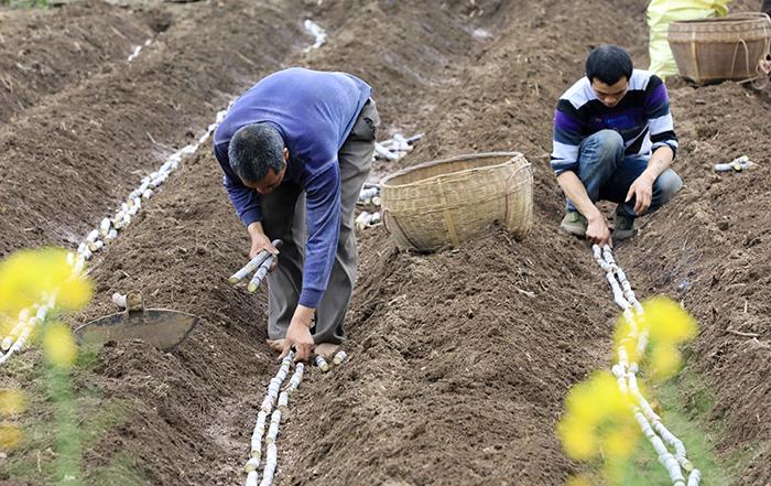 广西疫病情况/广西疫情疫情 广西疫病情况/广西疫情疫情