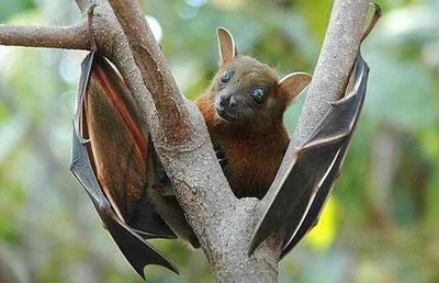 世卫发布疫情/世卫发布疫情暴发预警