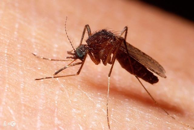 蚊虫会传播性病吗/蚊虫会传播新型冠状病毒吗 蚊虫会传播性病吗/蚊虫会传播新型冠状病毒吗