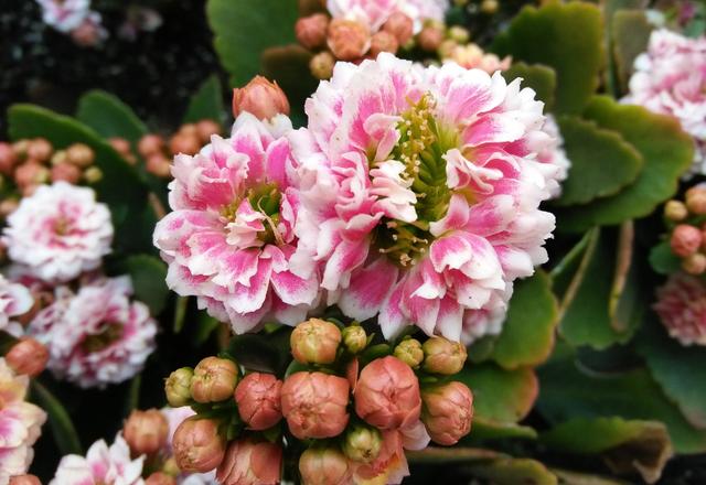 【舂节能不能回家,春节能回家么】