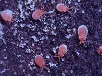 厦门传染源头/厦门疫情传染源