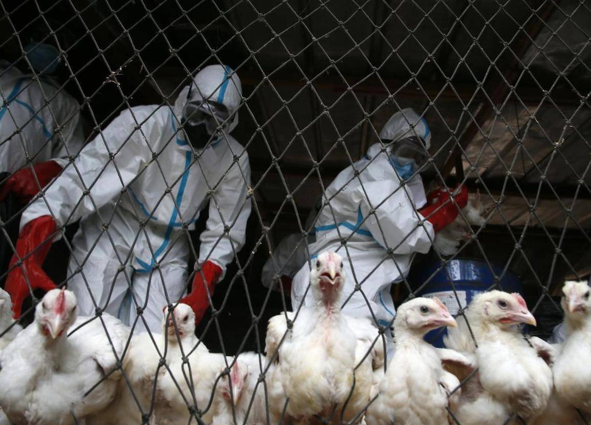 禽流感2021:禽流感2009