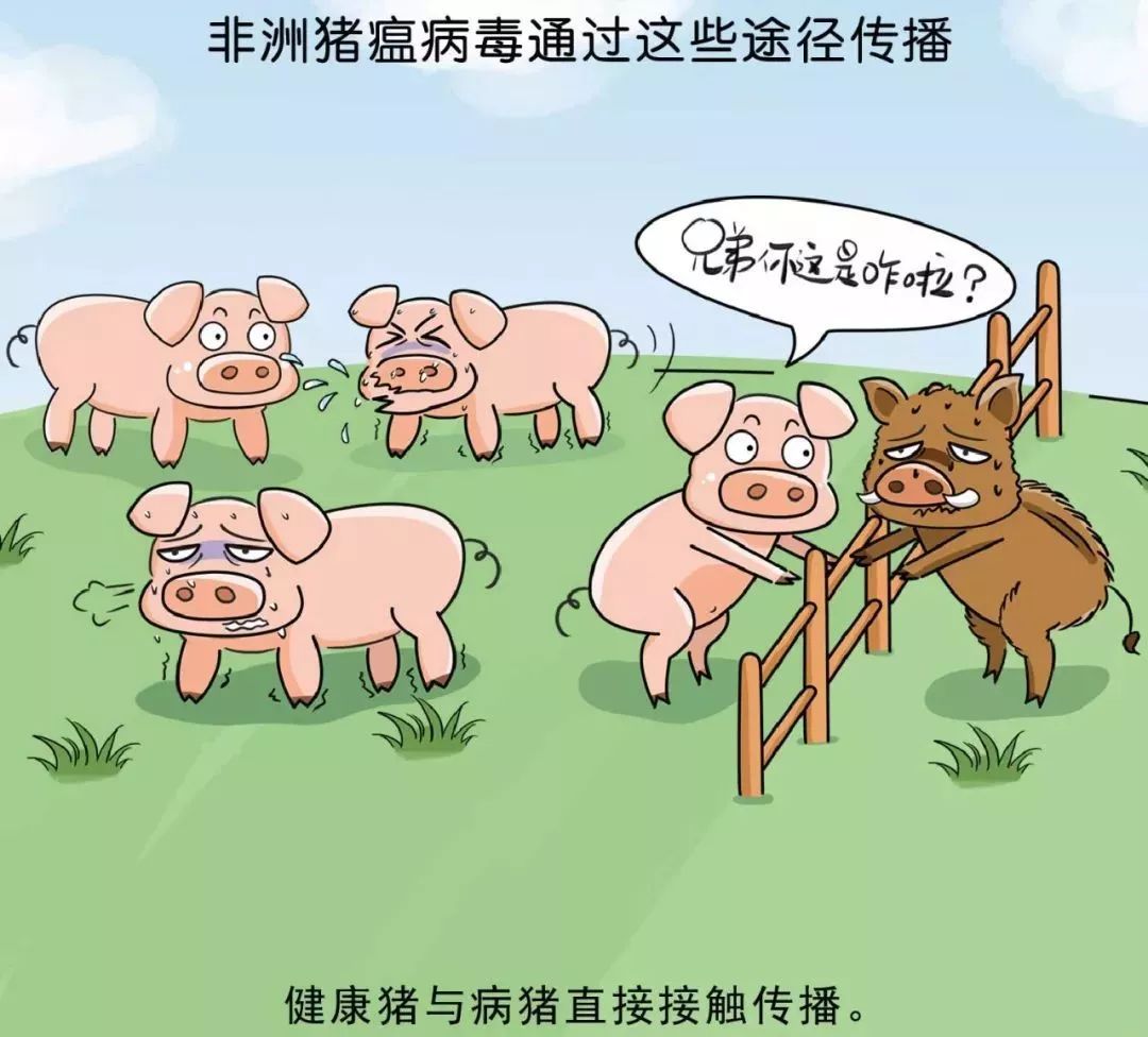 郑州猪瘟是真的吗（郑州猪瘟是真的吗还是假的）